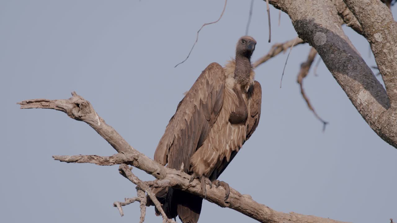 Vulture Looking Around From The Tree Branch In Kidepo Valley National Park, Uganda. - static shot