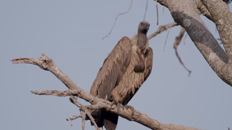 vulture looking around from the tree branch in kidepo valley national park, uganda. - static shot