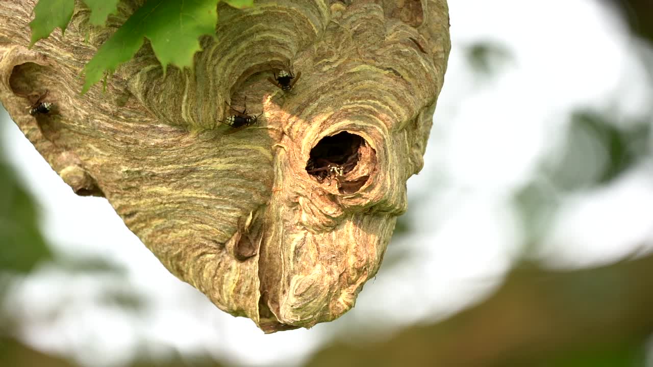 A large hornet nest hanging in a tree with hornets crawling in and out and constructing it larger