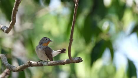 preening its back several times and the right wing while perched on a branch during a windy day, red-throated flycatcher ficedula albicilla, thailand