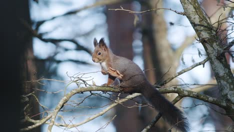 wild squirrel climbing in tree sitting on the branch