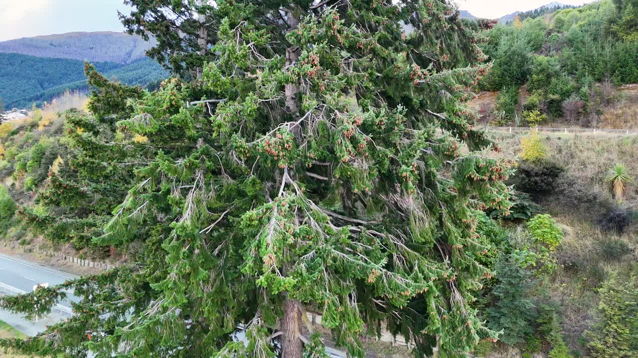 Aerial footage of a pine tree with mountainous backdrop in Queenstown, New Zealand. Captured in natural daylight with stable camera movement