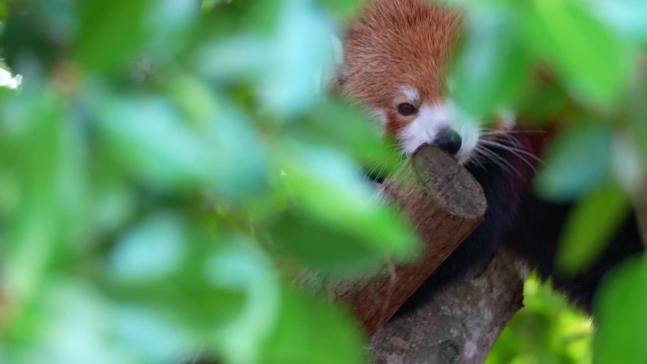 Un panda rosso (Ailurus fulgens) che si arrampica sull'albero, primo piano.