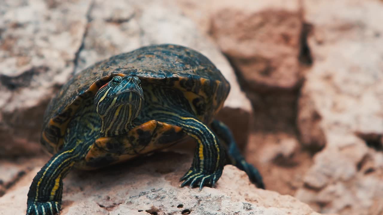 Panoramic cinematic scene of a Red-eared slider domestic tortoise in natural habitat posing for the shot