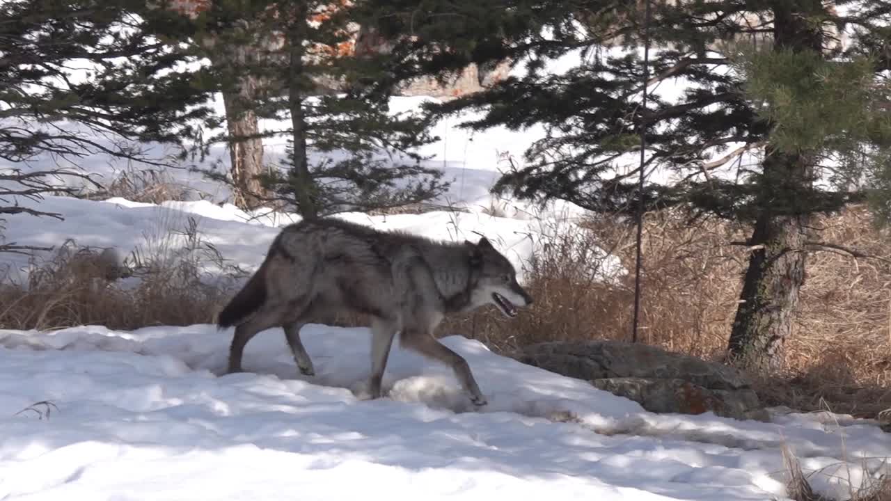 lobo de tundra de alaska corriendo en la nieve