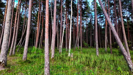 Slow-trucking-shot-of-a-Pine-forest,-long-trunks-and-green-grass-on-the-bottom