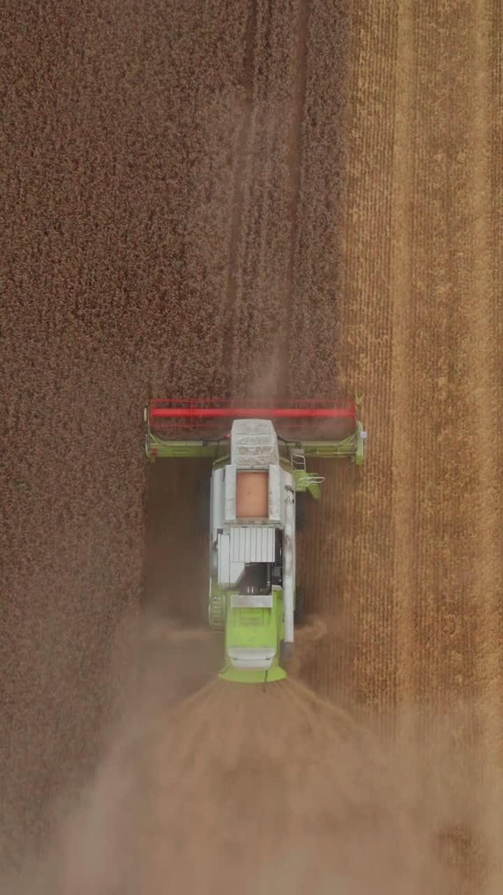 Combine harvester riding slowly by the golden field and mowing it. Bird eye view on the machine working in the half-mowed farmland. Vertical video