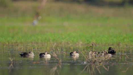 Bandada-De-Patos-En-El-Humedal