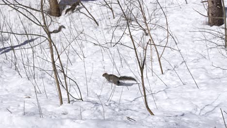 Squirrel-Searching-for-Food-in-the-Distance-during-cold-winter