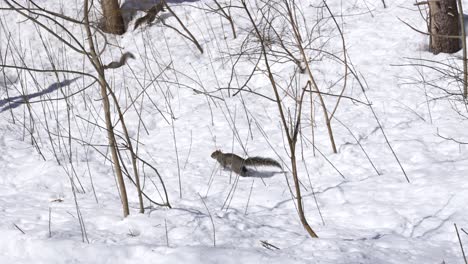 squirrel searching for food in the distance during cold winter