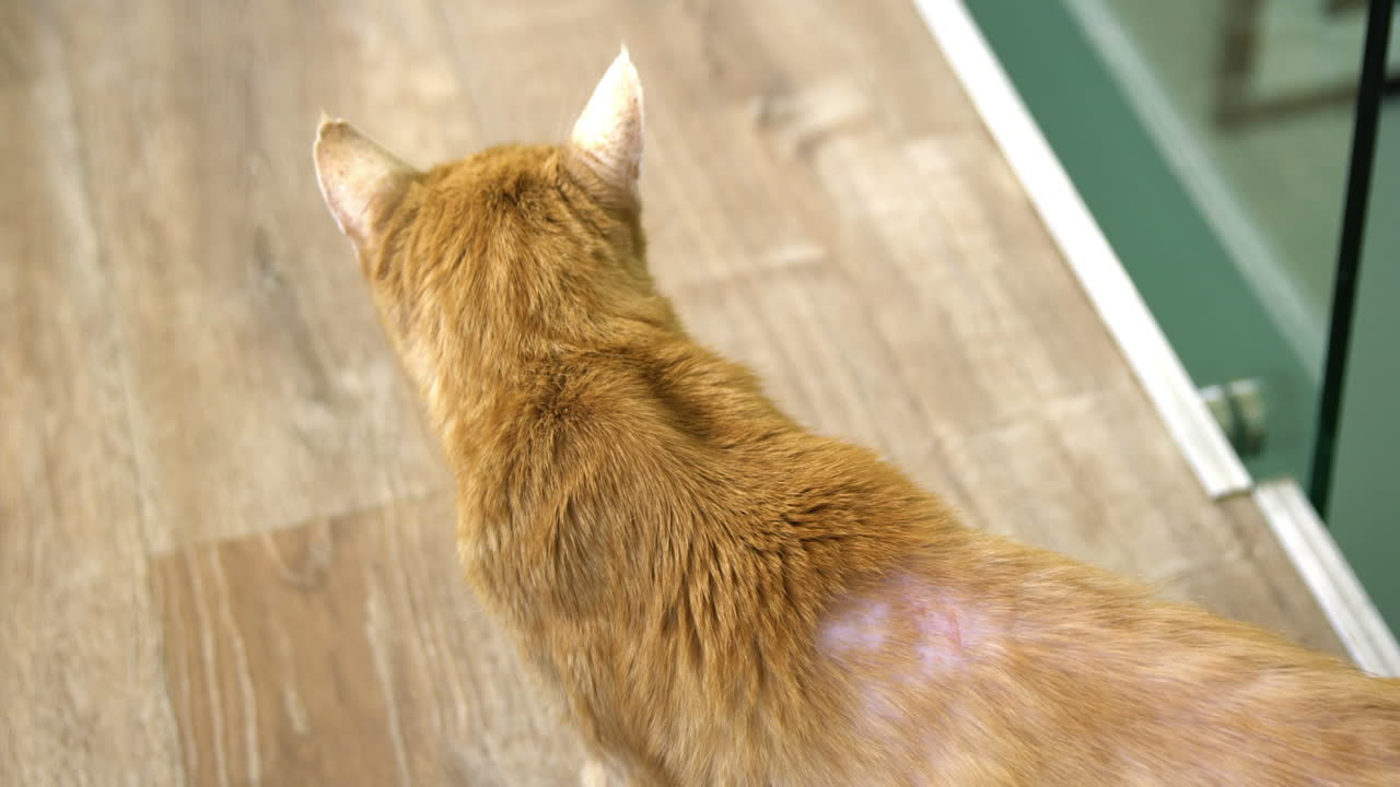 Vista de cima de um gato fofo