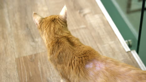 vista de ángulo alto de un gato lindo