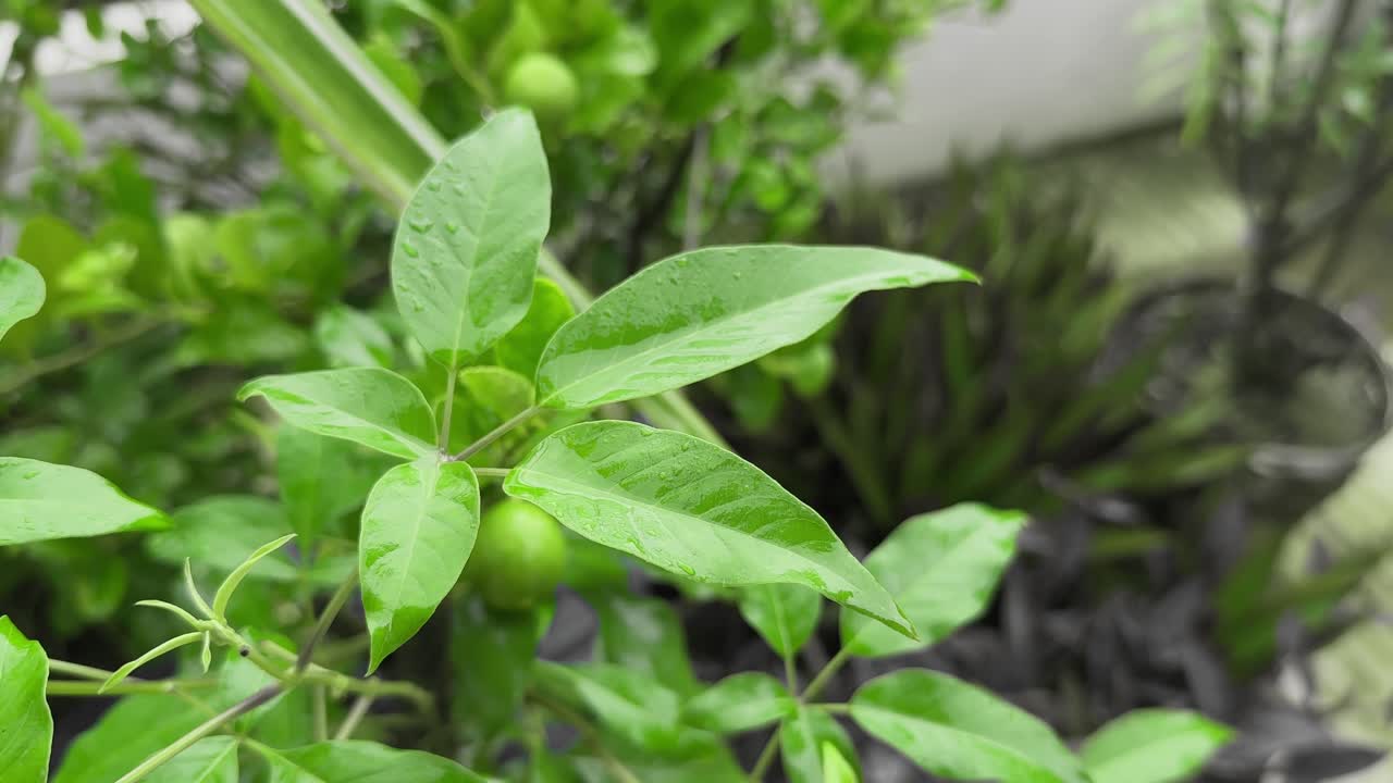 close-up of lush green leaves, glistening and heavily saturated, clearly having been freshly drenched by rain. Each leaf surface is adorned with numerous crystalline water droplets