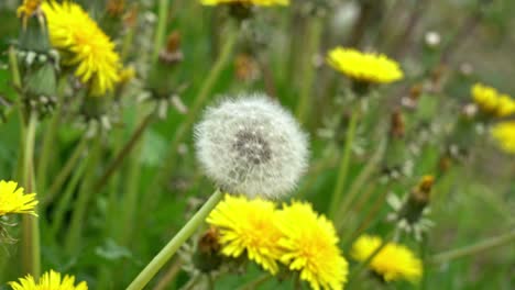 viento creciente que sopla en un solo diente de león con semillas entre dientes de león amarillos - cierre estático