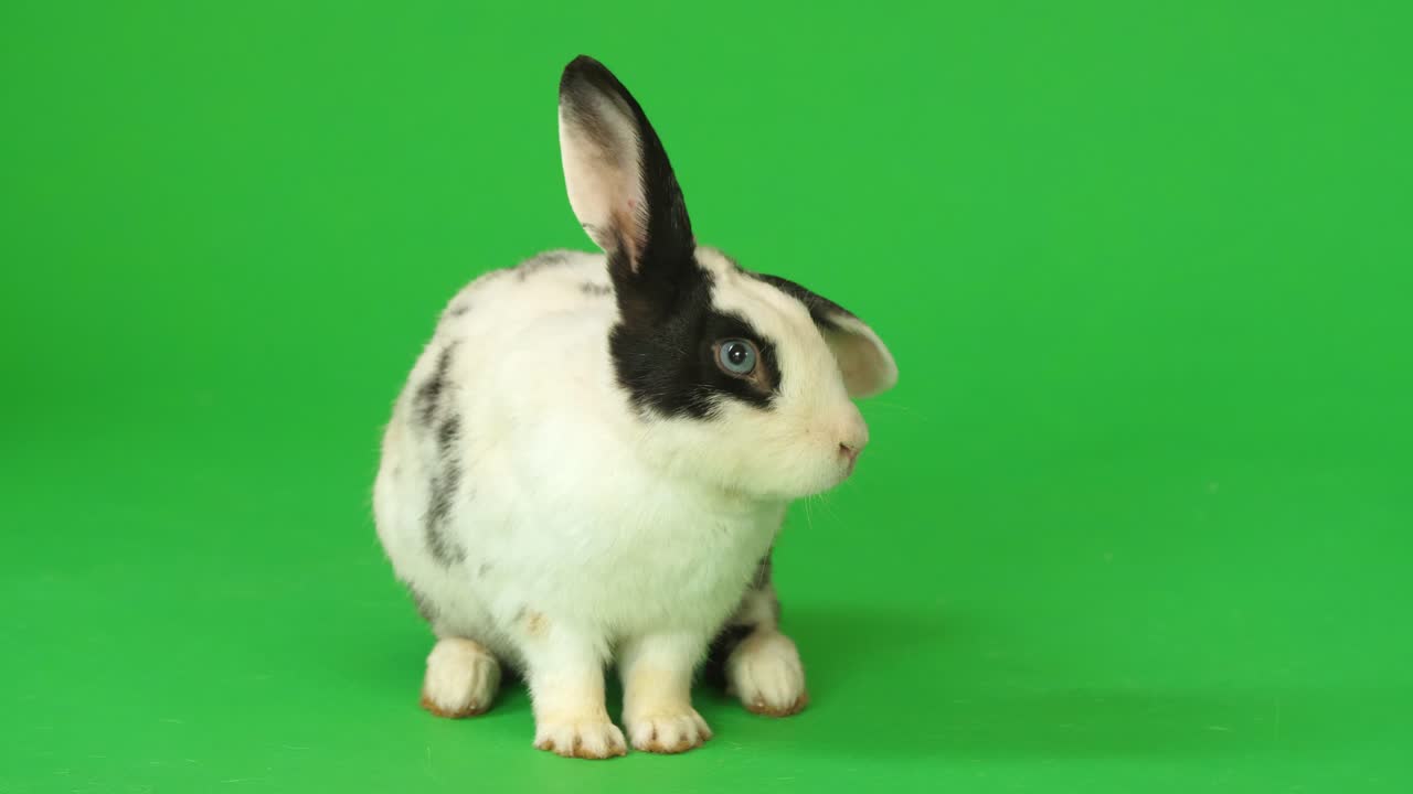 Black and White Rabbit on Green Background