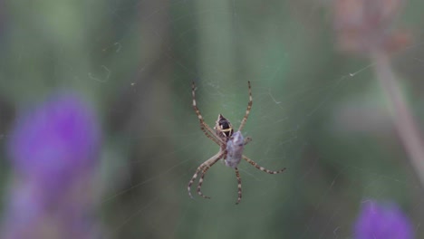 close-up of a silver argiope spider sitting on the web with prey, and lavender flowers in the background