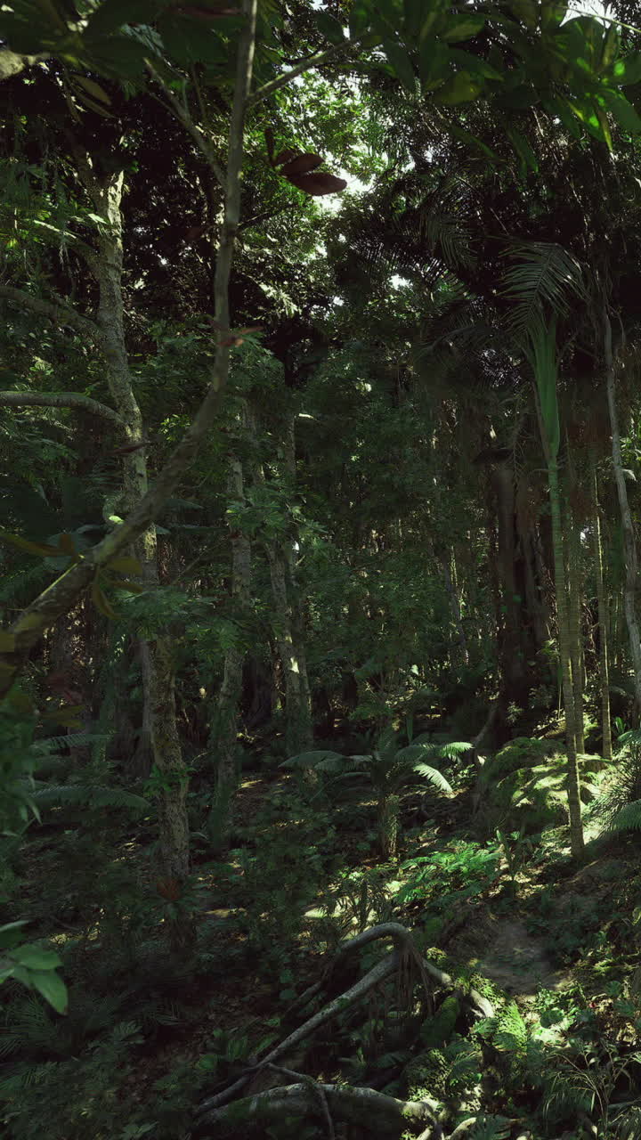 La luce del sole filtra tra gli alberi in una fitta foresta durante le ore diurne.