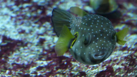 Kugelfische-Schwimmen-In-Bodennähe