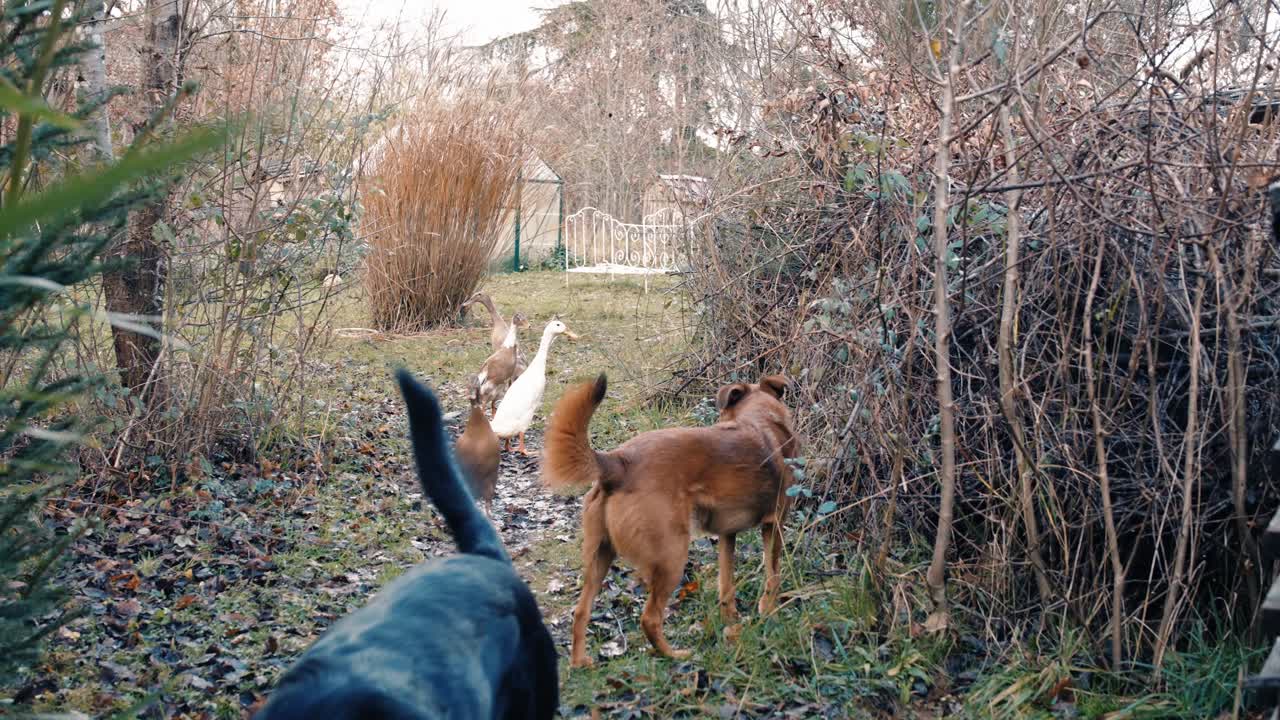Indian Runner Ducks and dogs together in garden, symbol of harmony and natural beauty.
