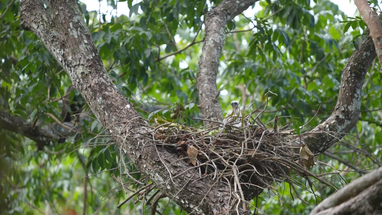 Young Indonesian Changeable hawk-eagle standing in the nest on the tree with wind blowing in the day