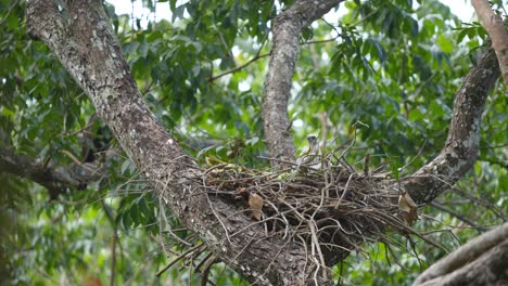 joven águila halcón indonesia cambiante de pie en el nido en el árbol con el viento soplando en el día