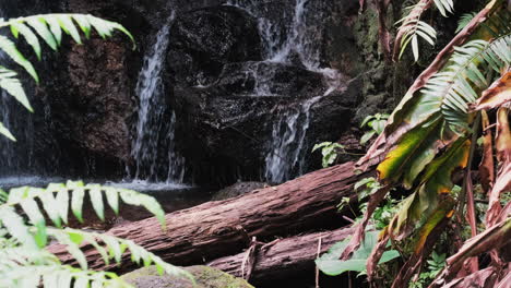 Small-jungle-waterfall-gently-cascades-over-rocky-cliff-into-Hawaiian-pool