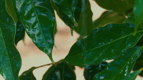 las gotas de lluvia se derraman de las hojas verdes vibrantes en un primer plano