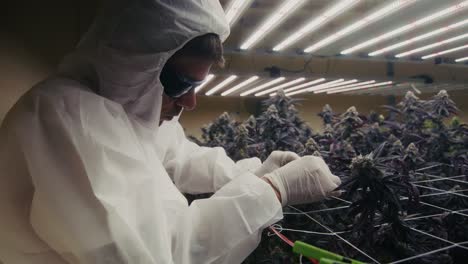 cannabis cultivation in indoor grow room