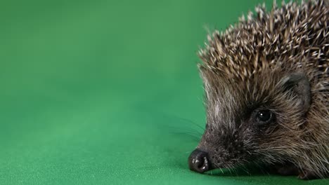 3d animation showing the anatomy of a hedgehog, highlighting its body structure, organs, and unique features