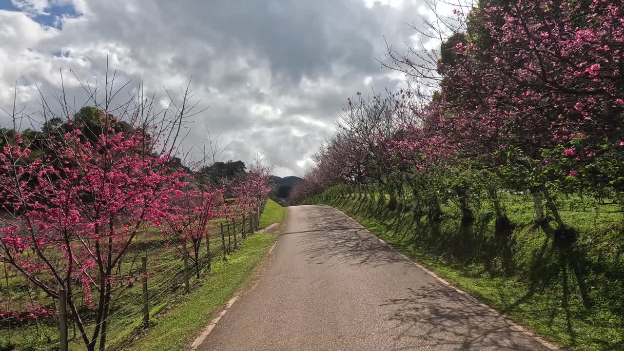 un paseo panorámico a través de un camino bordeado de árboles en flor