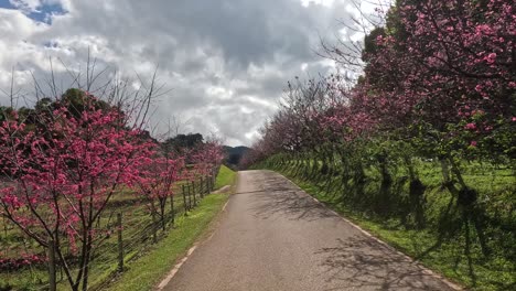 a scenic walk through a blooming tree-lined pathway