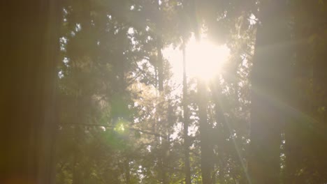 Slide-shot-of-a-sunset-breaking-through-the-leaves-in-Kyoto,-Japan-4K-slow-motion