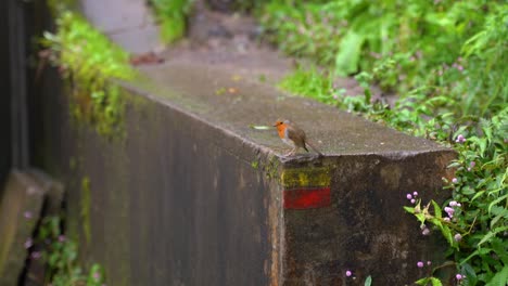 Pequeño-Gorrión-Sobre-Un-Muro-De-Hormigón-En-Azores