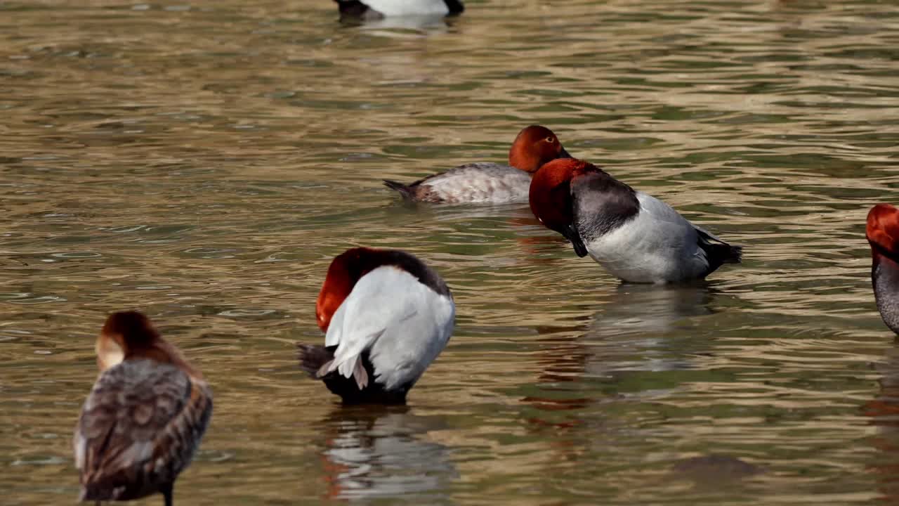 Un video naturalistico ravvicinato e in tempo reale che riprende un moriglione comune (Aythya ferina) intento in un comportamento naturale di toelettatura mentre galleggia pacificamente su un fiume calmo in Himachal Pradesh, India.