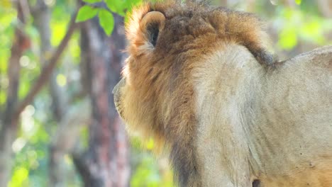 lion in natural habitat at korat zoo