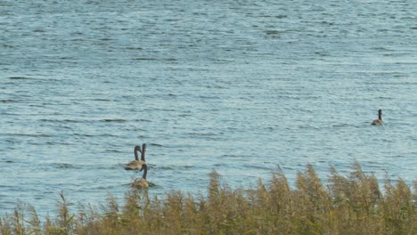 Group-of-young-mute-swans-swimming-at-lake-Liepaja-in-beautiful-sunny-autumn-day,-wide-shot