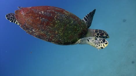 turtle swim at koh tao