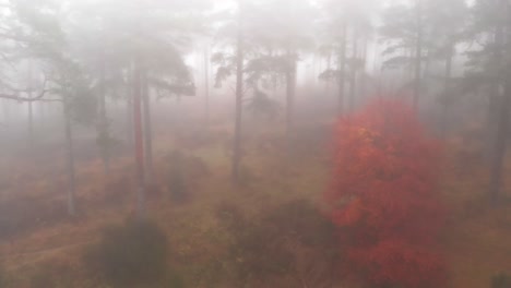 slow smooth drone flight through foggy fir tree forest in autumnal season