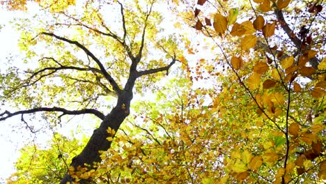 loking up golden trees with colorful leaves in forest during autumn