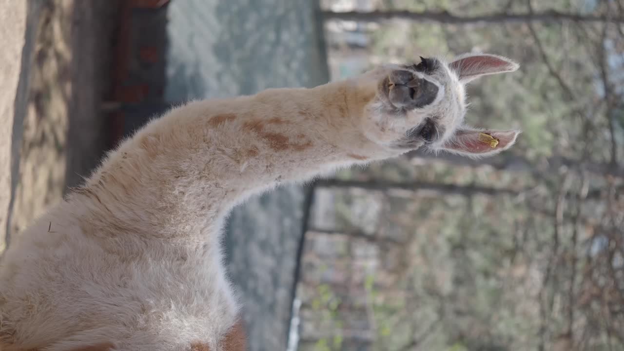 El retrato de la llama
