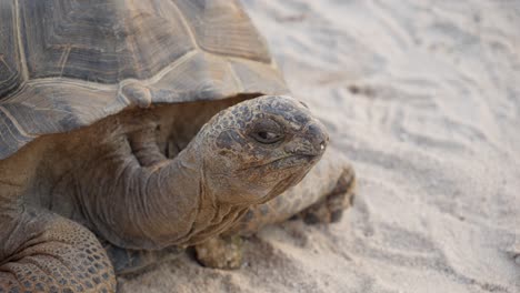 close-up portrait of african spurred tortoise in sahara desert, africa