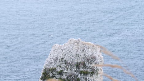 seagull perched on sea stack spread wings flies away - old harry rocks