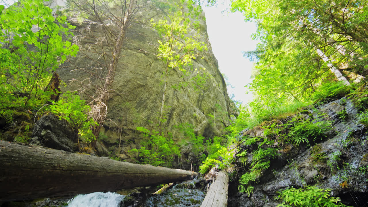숲 풍경, 여름 시즌에 숲에서 바위 골짜기 폭포의 위로 기울어진 전망, 브리티시 컬럼비아 캐나다