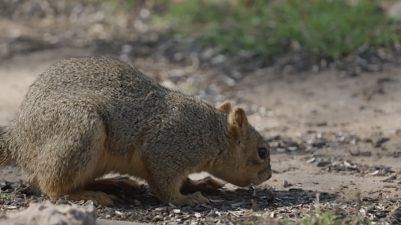 Close up of a Fox Squirrel eating seeds off of the ground - Sciurus niger