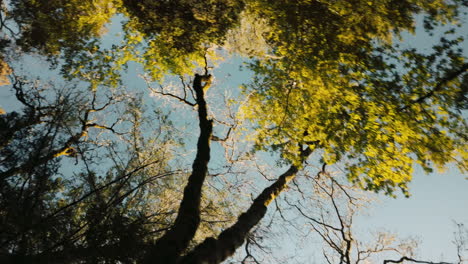 a cinematic shot looking up at the forest trees with green foliage and the blue sky
