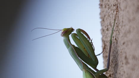 extreme close-up of praying mantis side profile