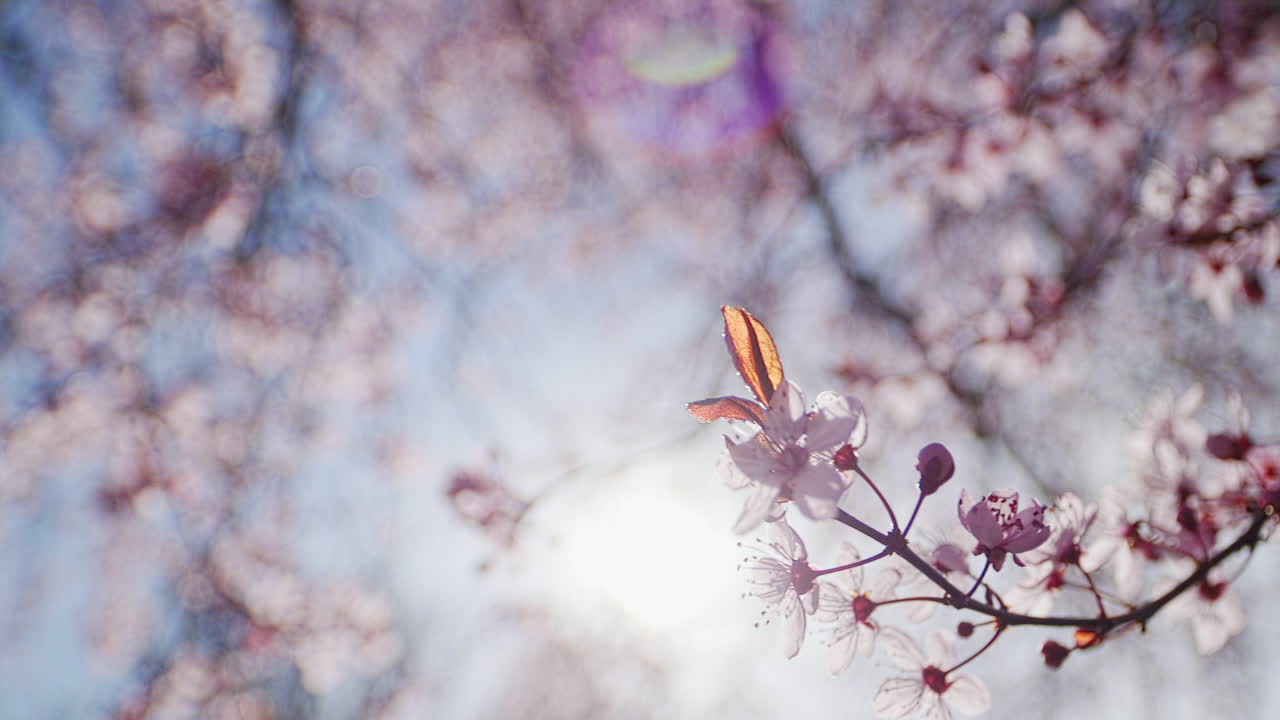 Pan Close Up of cherry blossoms blowing in the breeze with lens flare