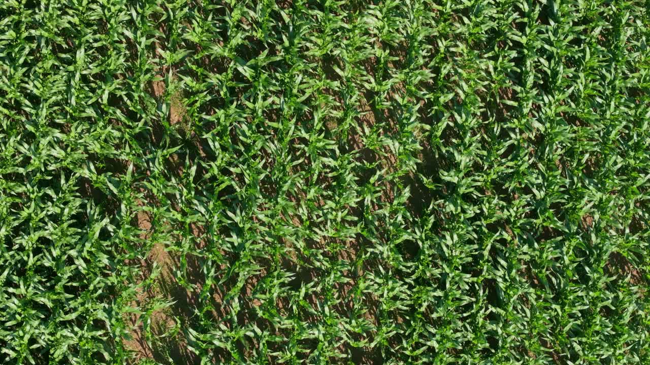 vista superior de campos de maíz que crecen en un paisaje rural en una coruña, galicia, españa