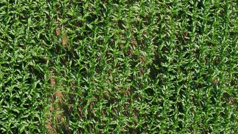 Top-View-Of-Corn-Fields-Growing-In-Rural-Landscape-In-A-Coruna,-Galicia-Spain