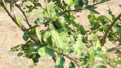 progression of limes growing on a tree